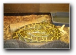 [Festival KVN Estonia'2003]