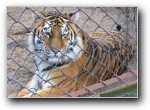 [Festival KVN Estonia'2003]