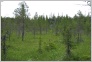 [Solovki 2004]