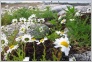 [Solovki 2004]